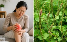 Thạc sĩ Phạm Đức Tuấn: Hành Trình Ghi Dấu Trong Y Học Cổ Truyền