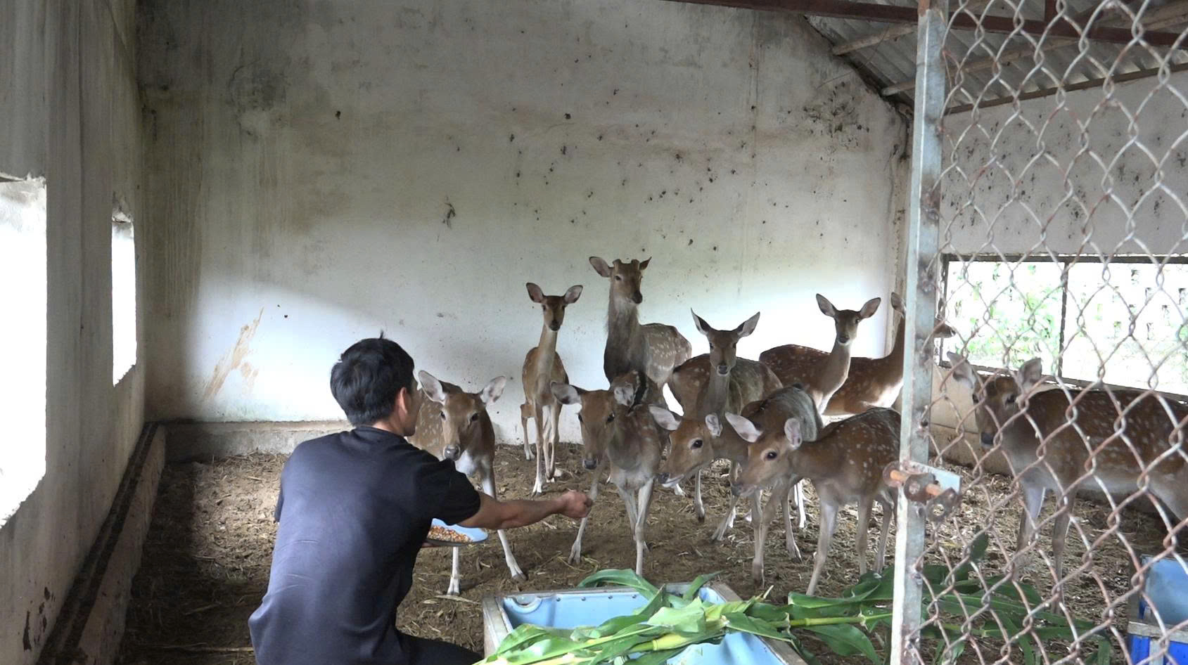 Hành trình khởi nghiệp của chàng kỹ sư đam mê nuôi hươu sao- Ảnh 4.