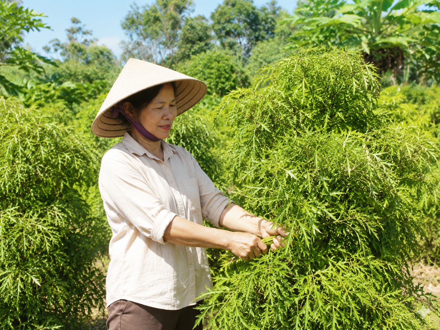 2-17859013707181241659777 Cách thu hái lá đinh lăng đúng chuẩn để giữ trọn dược tính - Ảnh 1.