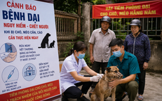 Tăng Cường Hiệu Quả Cấp Cứu Ngoại Viện Tại Thành Phố Hồ Chí Minh