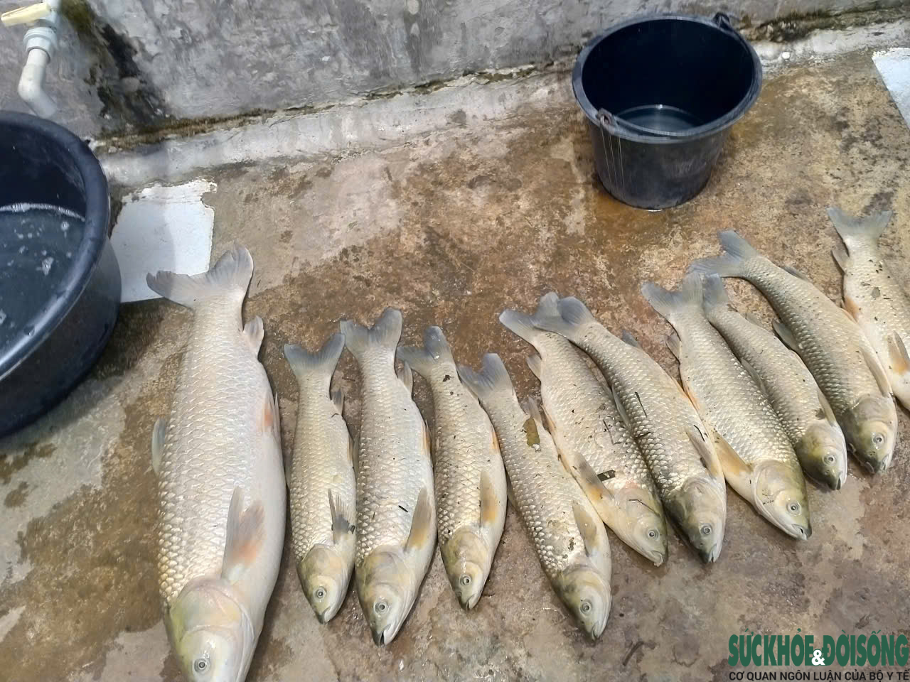 Cá chết trên sông Lam