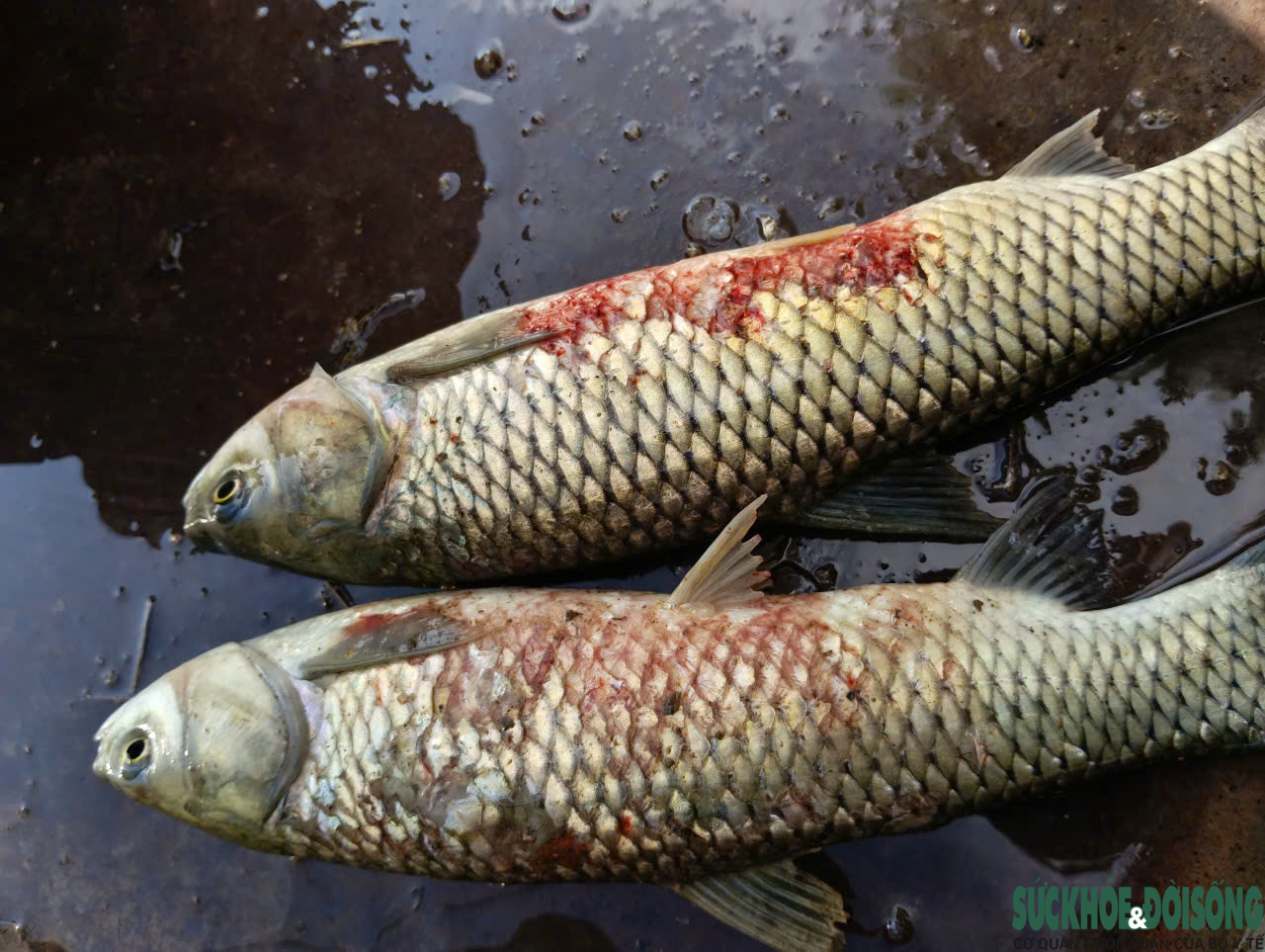Cá chết trên sông Lam