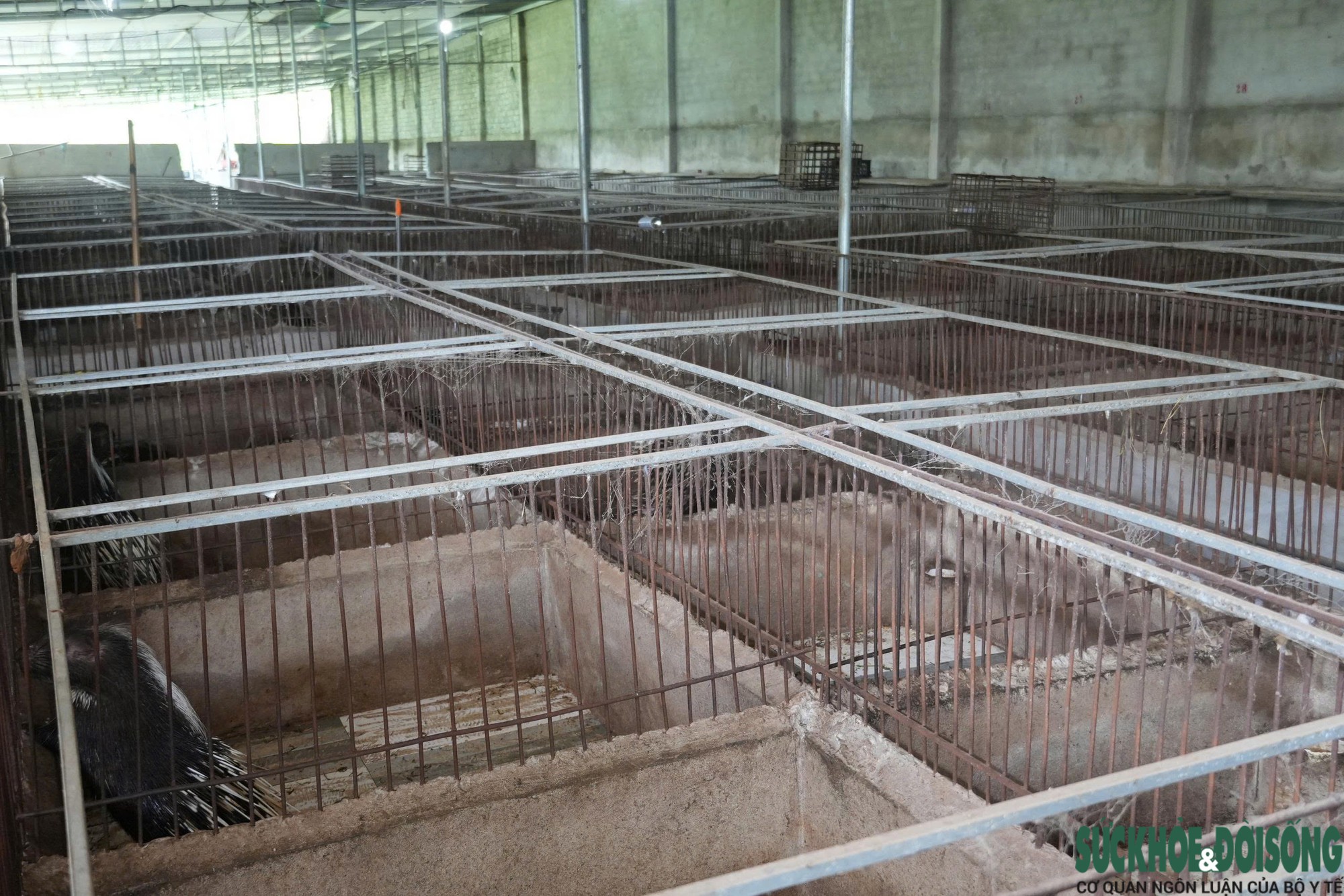 Khởi nghiệp với mô hình nuôi nhím, hành trình thành công của một nông dân Nghệ An- Ảnh 2.