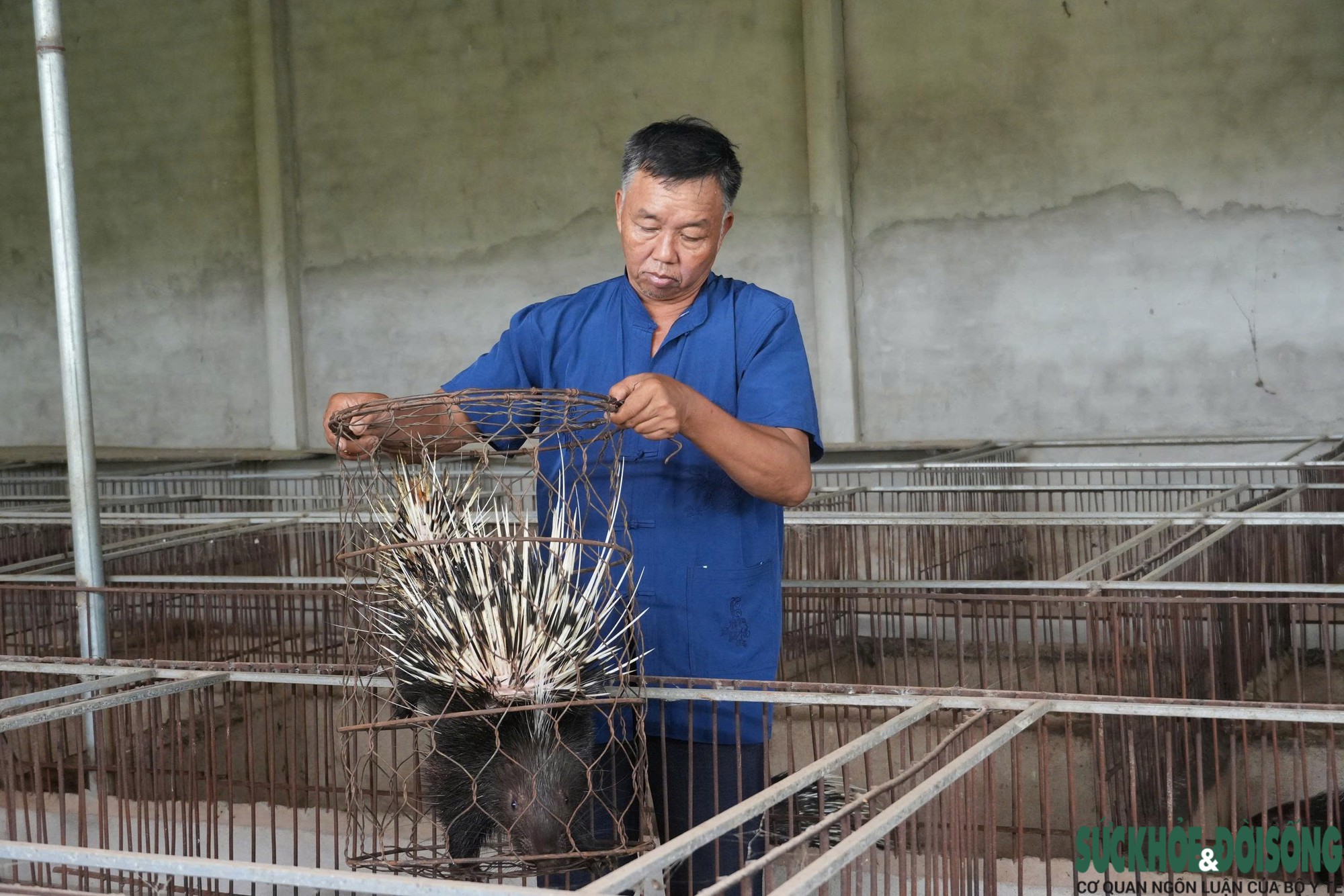 Khởi nghiệp với mô hình nuôi nhím, hành trình thành công của một nông dân Nghệ An- Ảnh 3.