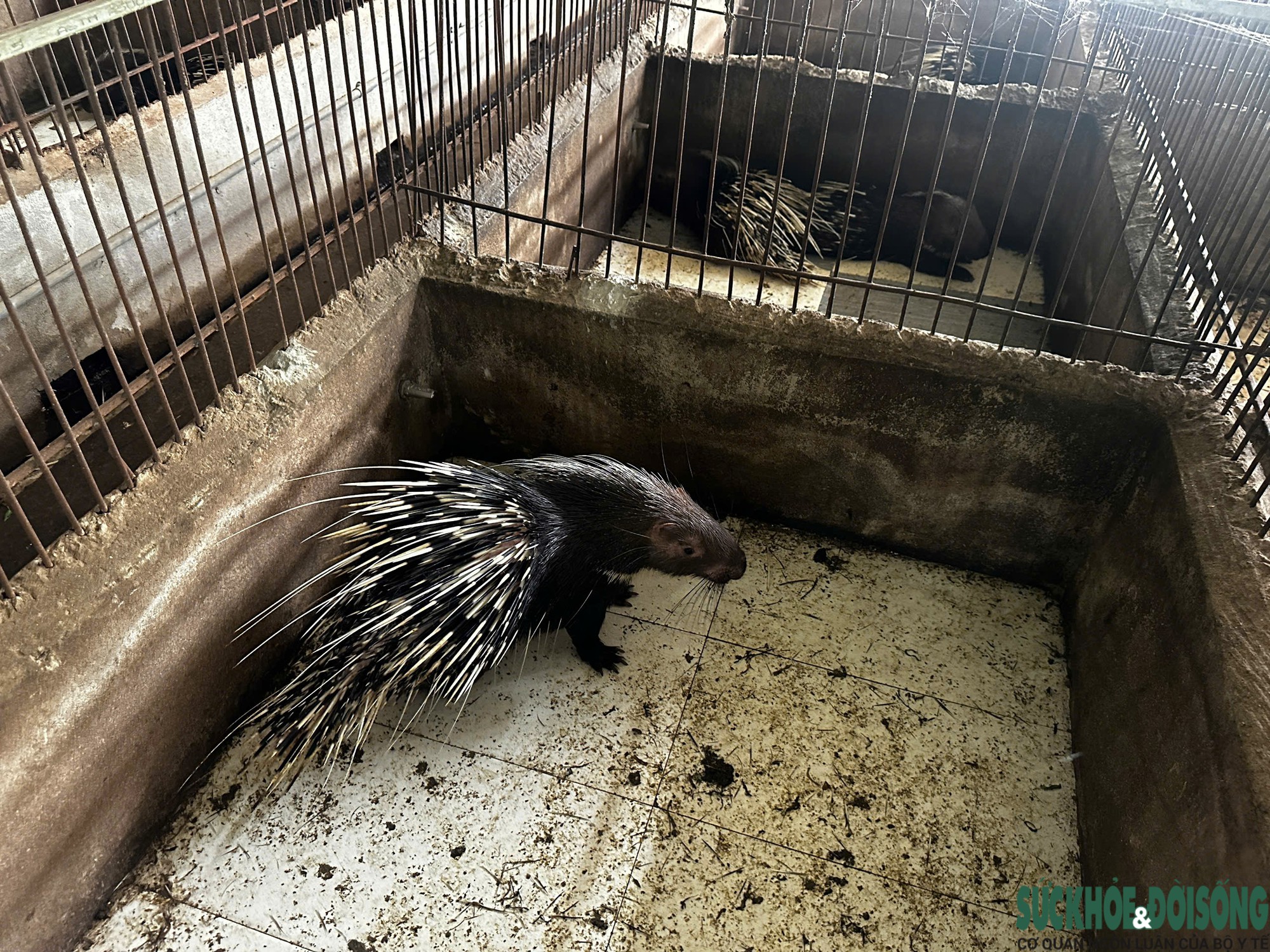 Khởi nghiệp với mô hình nuôi nhím, hành trình thành công của một nông dân Nghệ An- Ảnh 7.