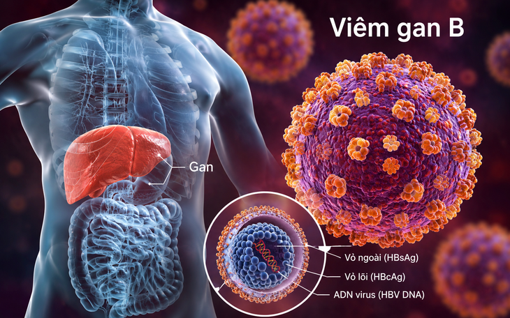 Viêm Gan B và C: Những Thách Thức Trong Điều Trị và Phòng Ngừa