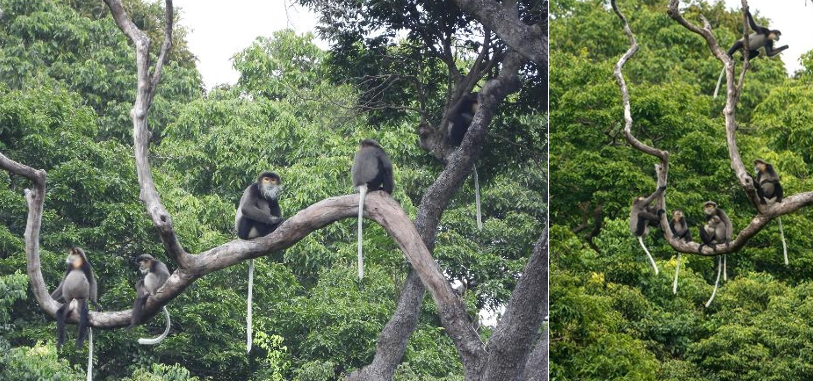 Khám Phá Thế Giới Động Vật Quý Hiếm Tại Rừng Khánh Hòa - Ảnh 2.