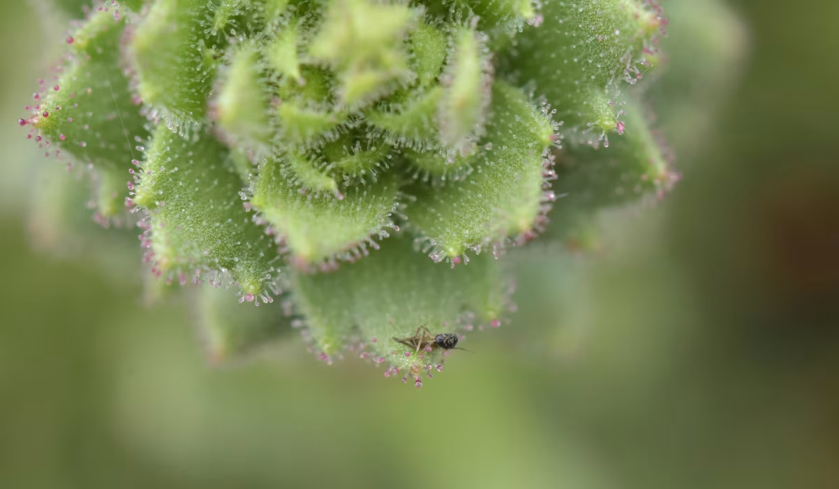 Khám Phá Sự Thú Vị Về Cây Ăn Thịt Saxifraga Candelabrum
