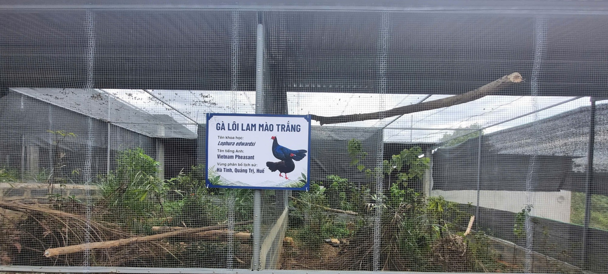 Loài gà quý hiếm có thể đã tuyệt chủng ngoài tự nhiên 'hồi hương' từ châu Âu- Ảnh 4.