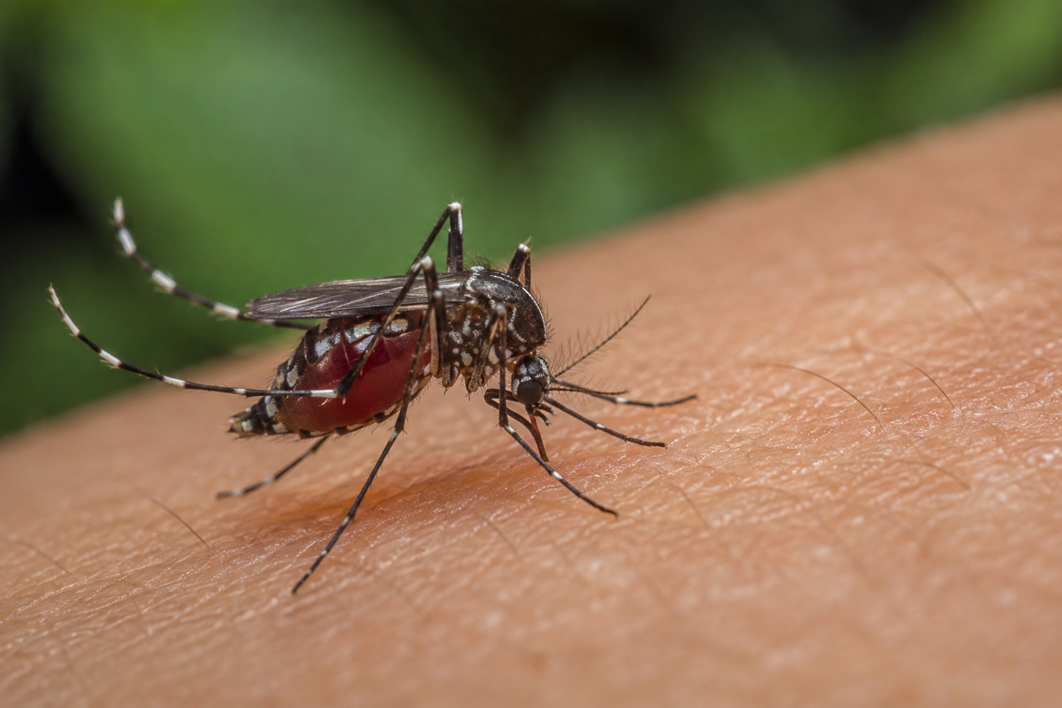 Thời Điểm Muỗi Aedes Hoạt Động Và Cách Phòng Ngừa Sốt Xuất Huyết