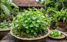 Khám Phá Vai Trò Của Sức Mạnh Cơ Đùi Đối Với Sức Khỏe Bạn