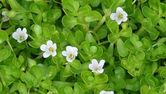 Khám Phá Công Dụng Điều Trị Của Rau Đắng Biển Trong Việc Cải Thiện Trí Nhớ