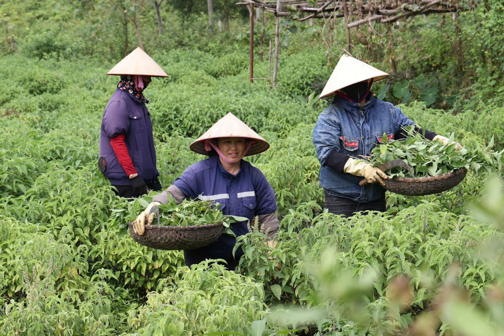 thu-hai-duoc-lieu-1786503264894868473178 Làng cổ Sinh Dược: Bảo Tồn Nghề Thuốc Nam và Phát Triển Bền Vững - Ảnh 1.